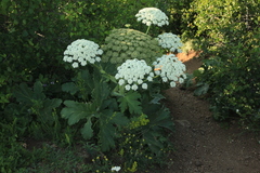 Heracleum stevenii