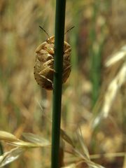 Eurygaster austriaca