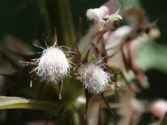 Leonurus glaucescens