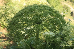 Heracleum stevenii