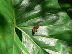 Achlyodini