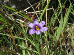 Sisyrinchium scabrum