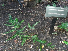 Arachniodes simplicior