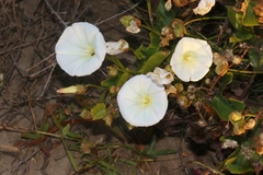 Calystegia macrostegia macrostegia