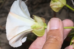 Calystegia macrostegia macrostegia