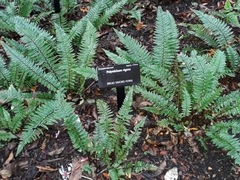 Polystichum rigens