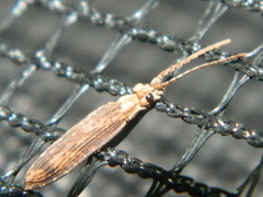 Prolixocupes lobiceps