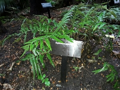 Asplenium surrogatum