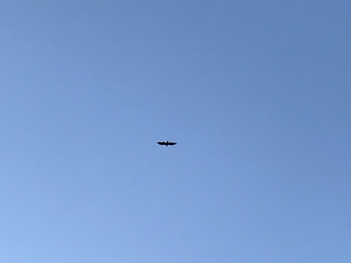 Turkey Vulture photographed in Colorado