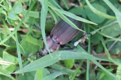 Carabus monilis
