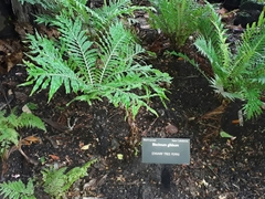 Blechnum gibbum