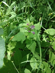 Lamium maculatum