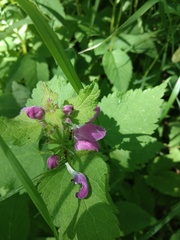 Lamium maculatum