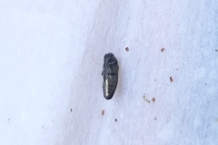 Buprestidae