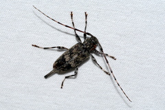 Graphisurus fasciatus