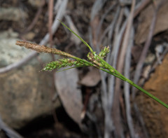 Carex mendocinensis