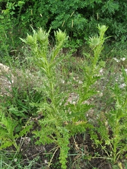 Onopordum tauricum