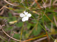Dianthus deltoides