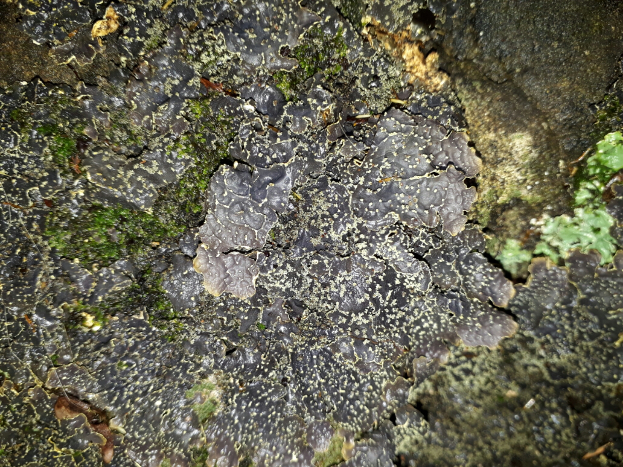 Pseudocyphellaria crocata image