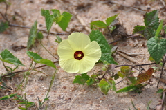 Pavonia cancellata