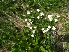 Ranunculus aconitifolius