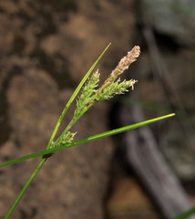 Carex mendocinensis