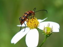 Strangalia sexnotata