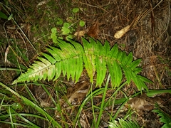 Dryopteris cycadina