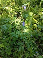 Geranium pratense