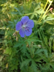Geranium pratense
