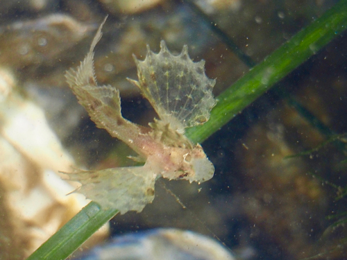 Sailfin Sculpin