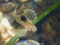 Sailfin Sculpin photo 5