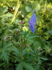 Geranium pratense