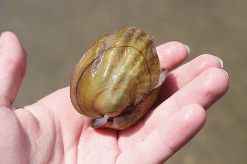 Three-ridge Mussel