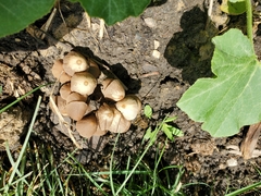 Fungi