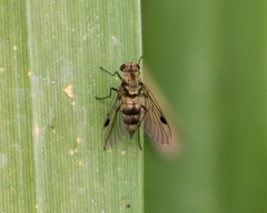 Chrysopilus erythrophthalmus