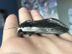 Sphinx drupiferarum