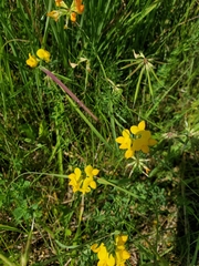 Lotus corniculatus
