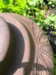 Coccinella transversalis