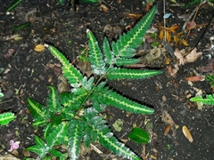 Arachniodes simplicior