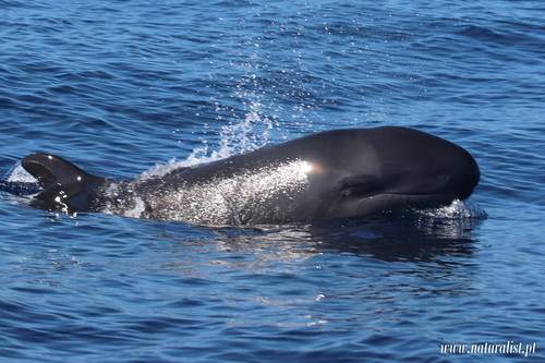 False Killer Whale