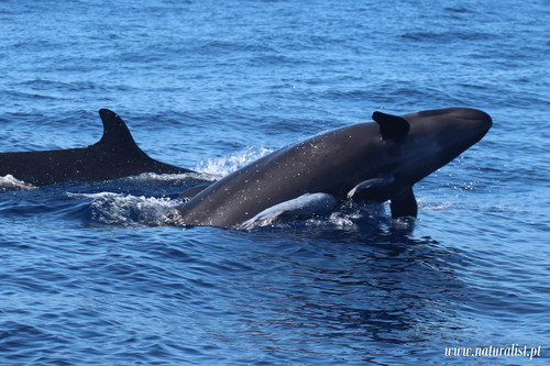 False Killer Whale