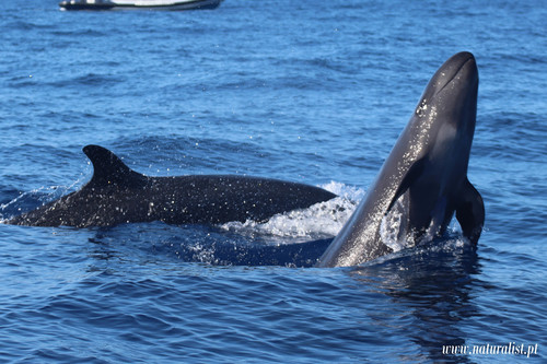 False Killer Whale