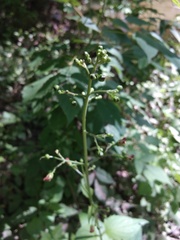Scrophularia nodosa