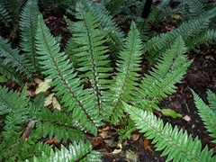 Polystichum rigens