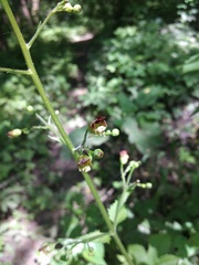 Scrophularia nodosa