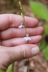 Lobelia appendiculata