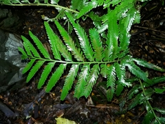 Asplenium surrogatum
