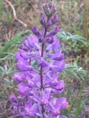Lupinus leucophyllus