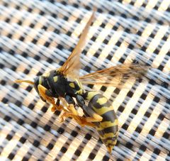 Polistes